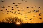 USA- New Mexico- Bosque Del Apache National Wildlife Refuge. Birds in silhouette at sunrise. Art Print